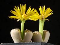 Thumbnail of 1904_Lithops dorotheae_20151023_02(1).JPG
